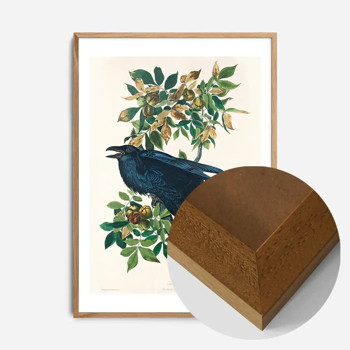 Raven Vintage Bird Print