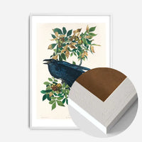 Raven Vintage Bird Print