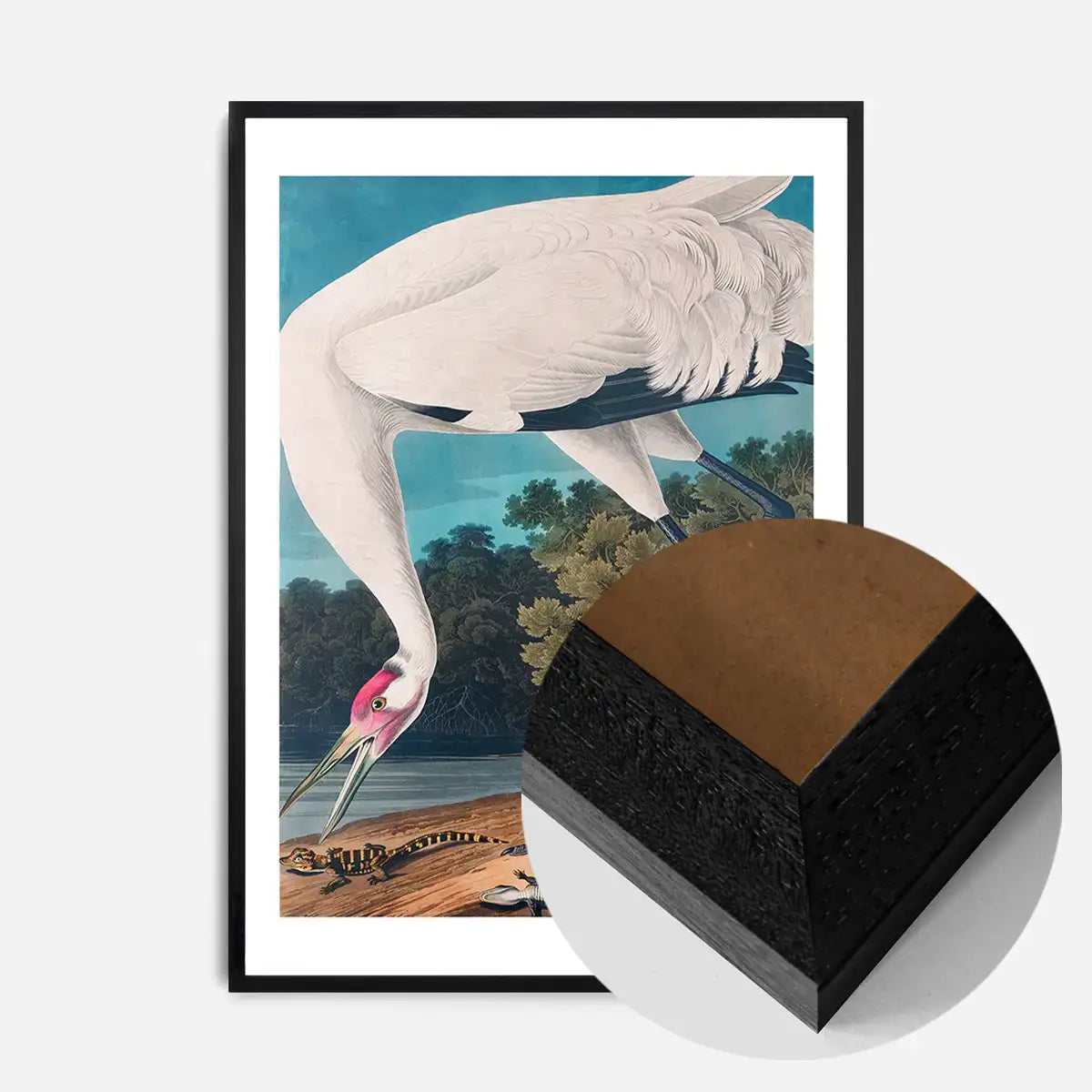 Whooping Crane 2 Vintage Bird Print