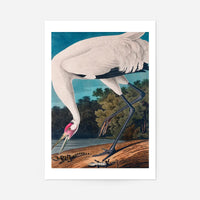Whooping Crane 2 Vintage Bird Print