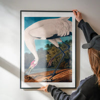 Whooping Crane 2 Vintage Bird Print