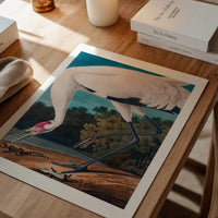 Whooping Crane 2 Vintage Bird Print