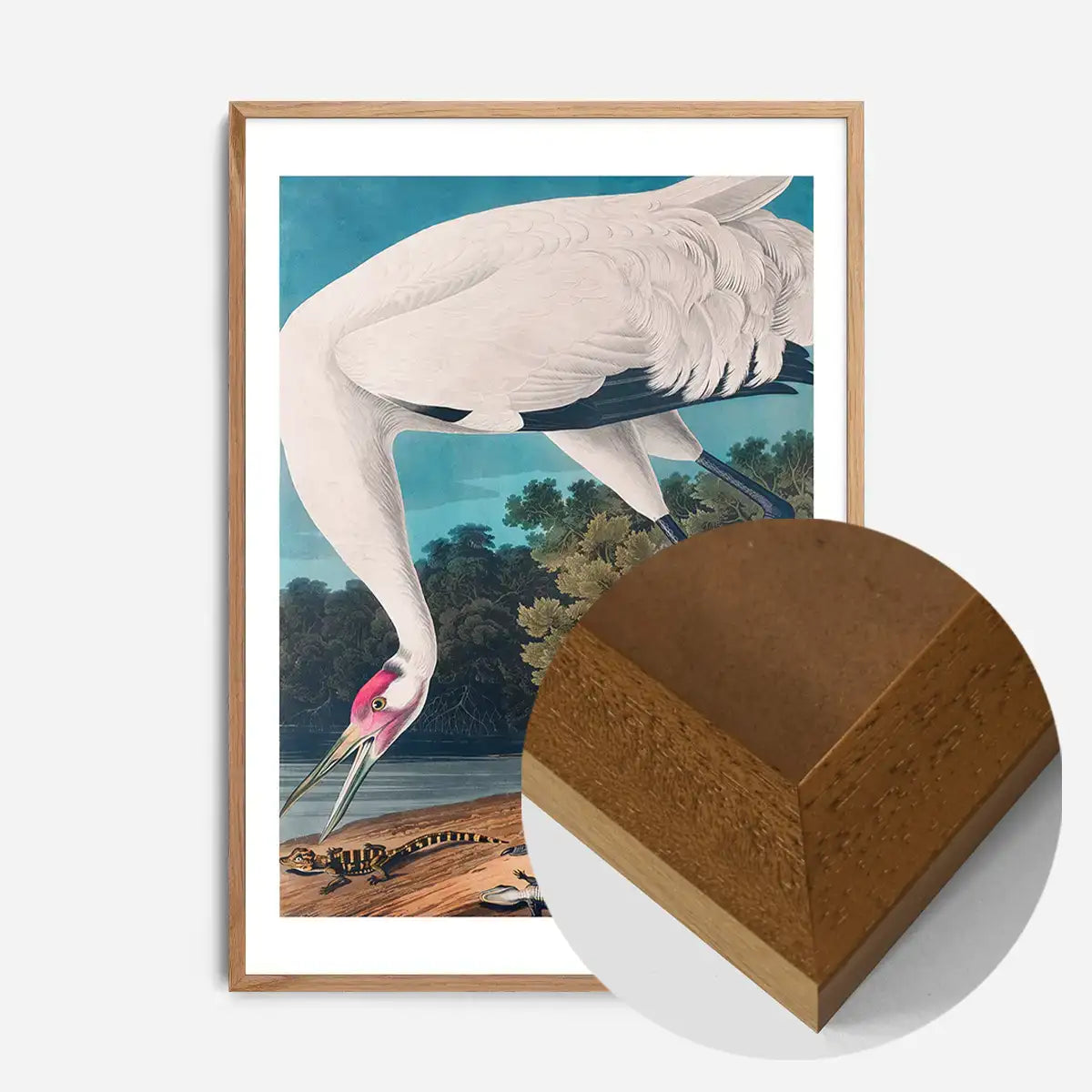 Whooping Crane 2 Vintage Bird Print