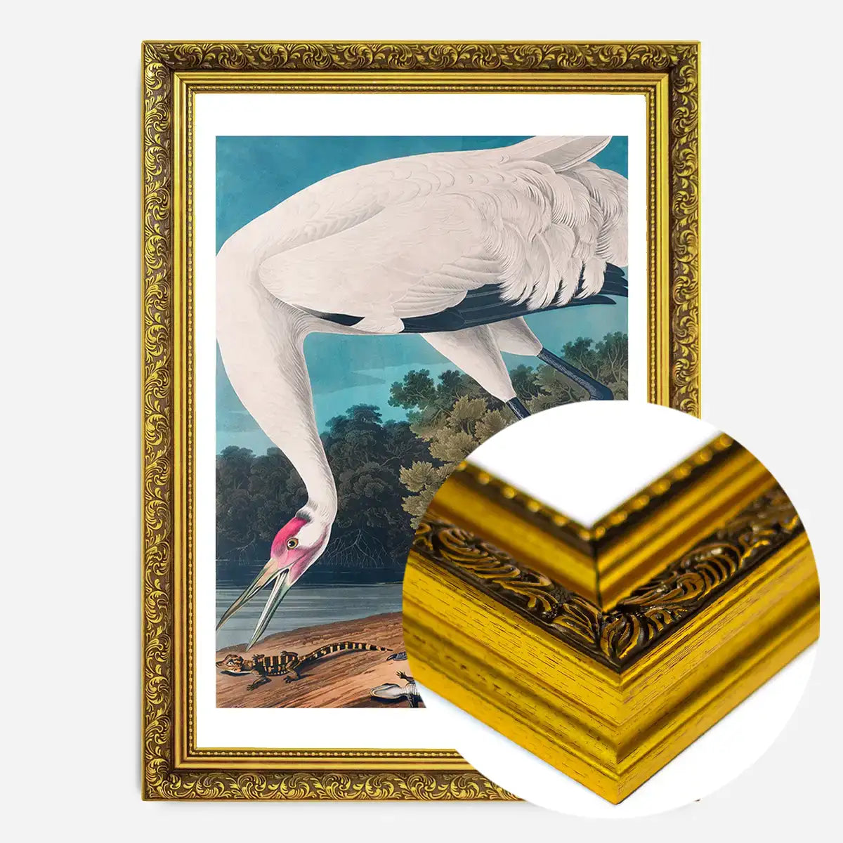 Whooping Crane 2 Vintage Bird Print