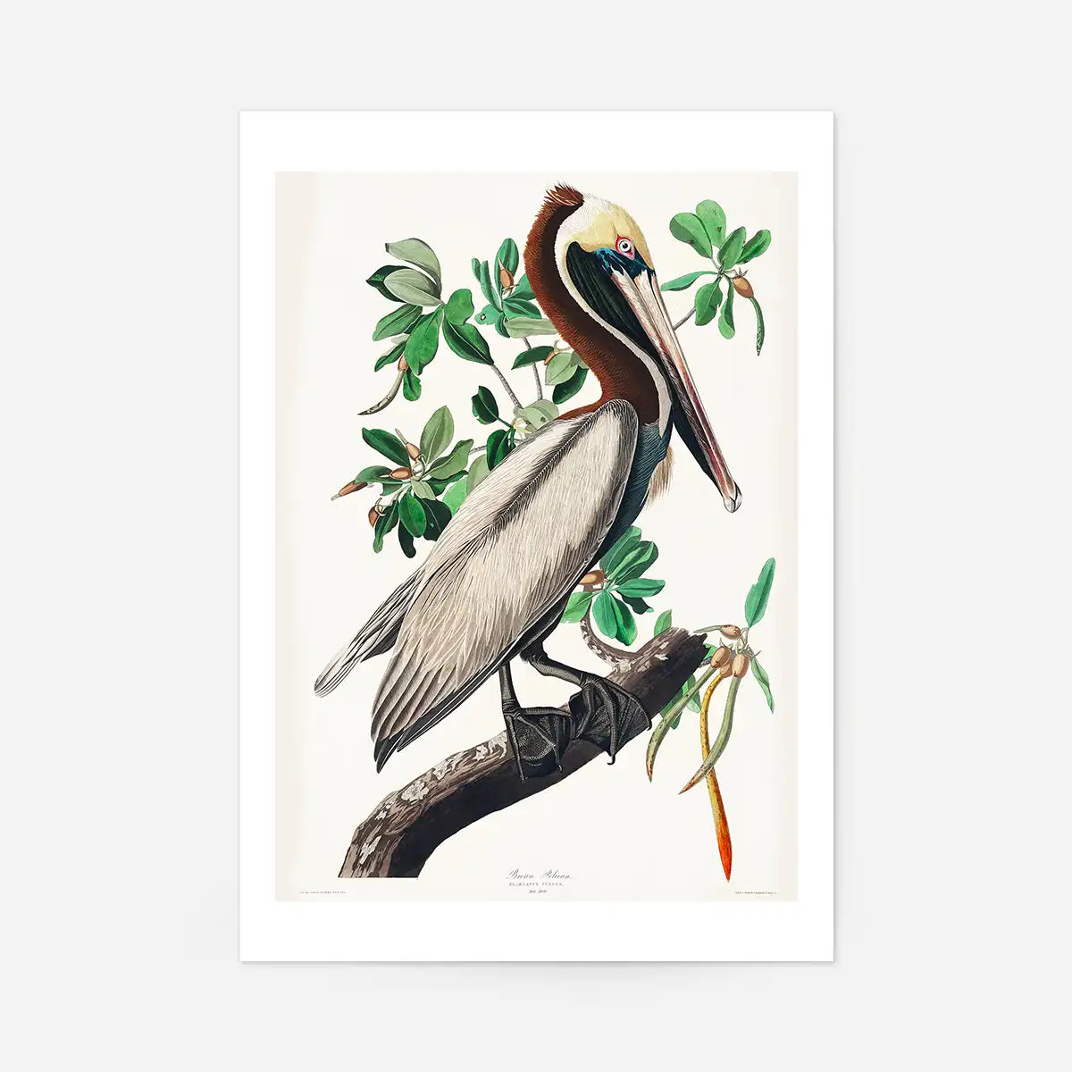 Brown Pelican Vintage Bird Print