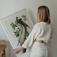 Brown Pelican Vintage Bird Print