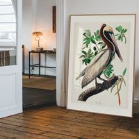 Brown Pelican Vintage Bird Print