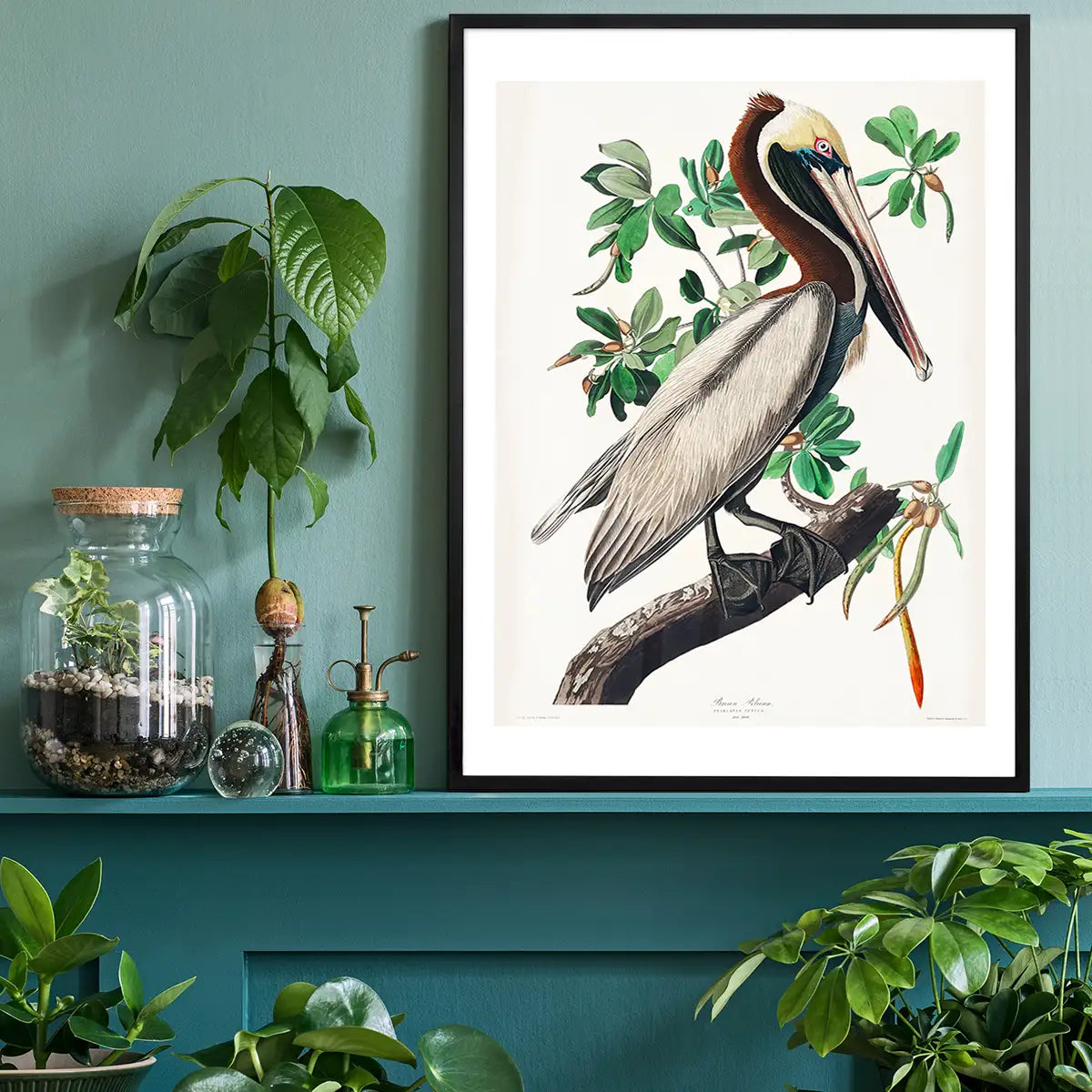 Brown Pelican Vintage Bird Print