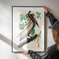 Brown Pelican Vintage Bird Print