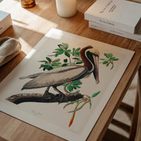 Brown Pelican Vintage Bird Print