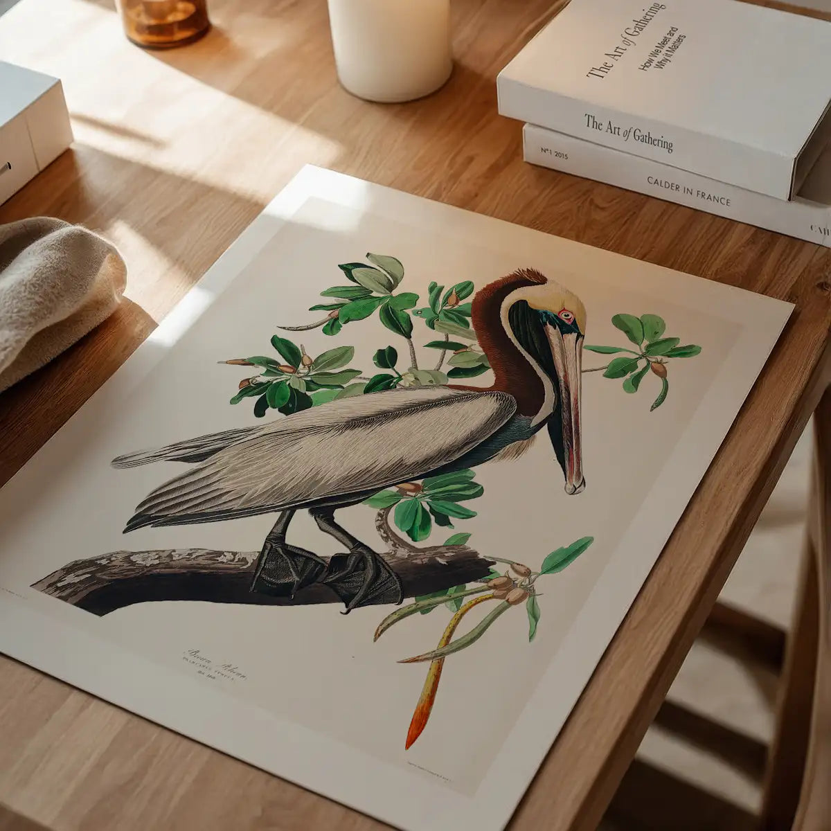 Brown Pelican Vintage Bird Print