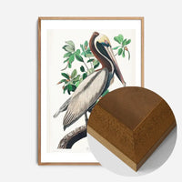 Brown Pelican Vintage Bird Print