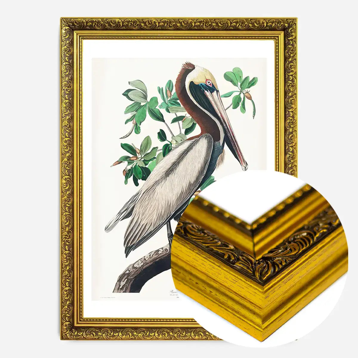 Brown Pelican Vintage Bird Print