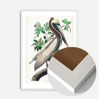 Brown Pelican Vintage Bird Print