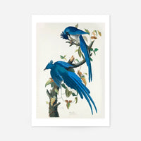 Columbia Jay Vintage Bird Print
