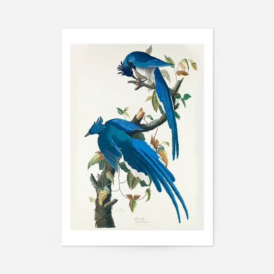 Columbia Jay Vintage Bird Print