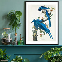 Columbia Jay Vintage Bird Print