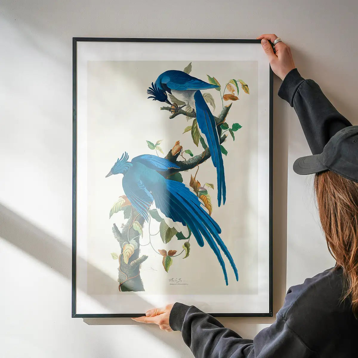 Columbia Jay Vintage Bird Print