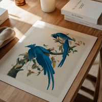 Columbia Jay Vintage Bird Print