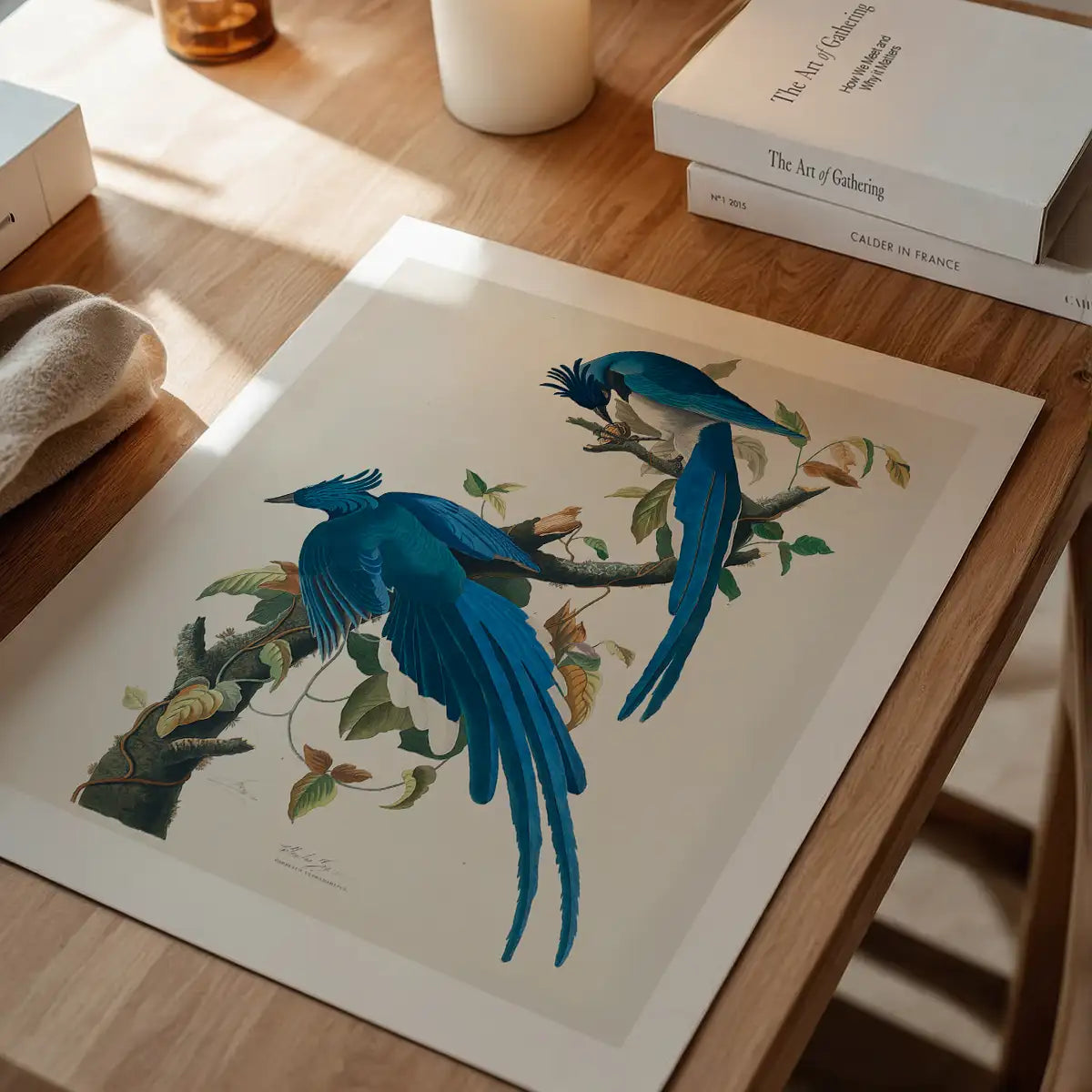 Columbia Jay Vintage Bird Print