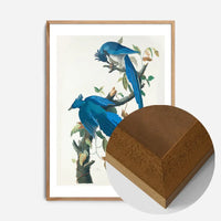 Columbia Jay Vintage Bird Print