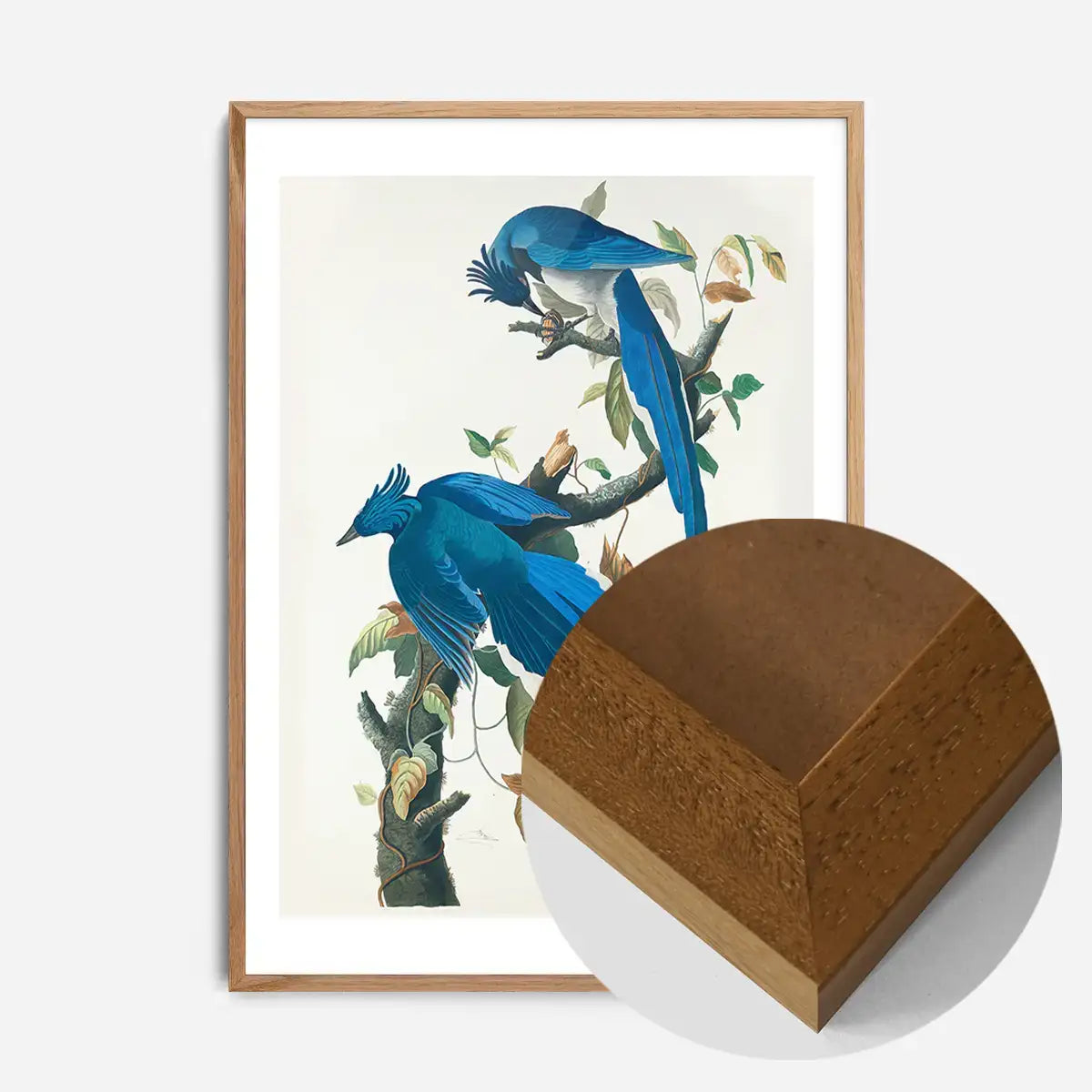 Columbia Jay Vintage Bird Print