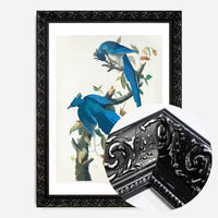 Columbia Jay Vintage Bird Print