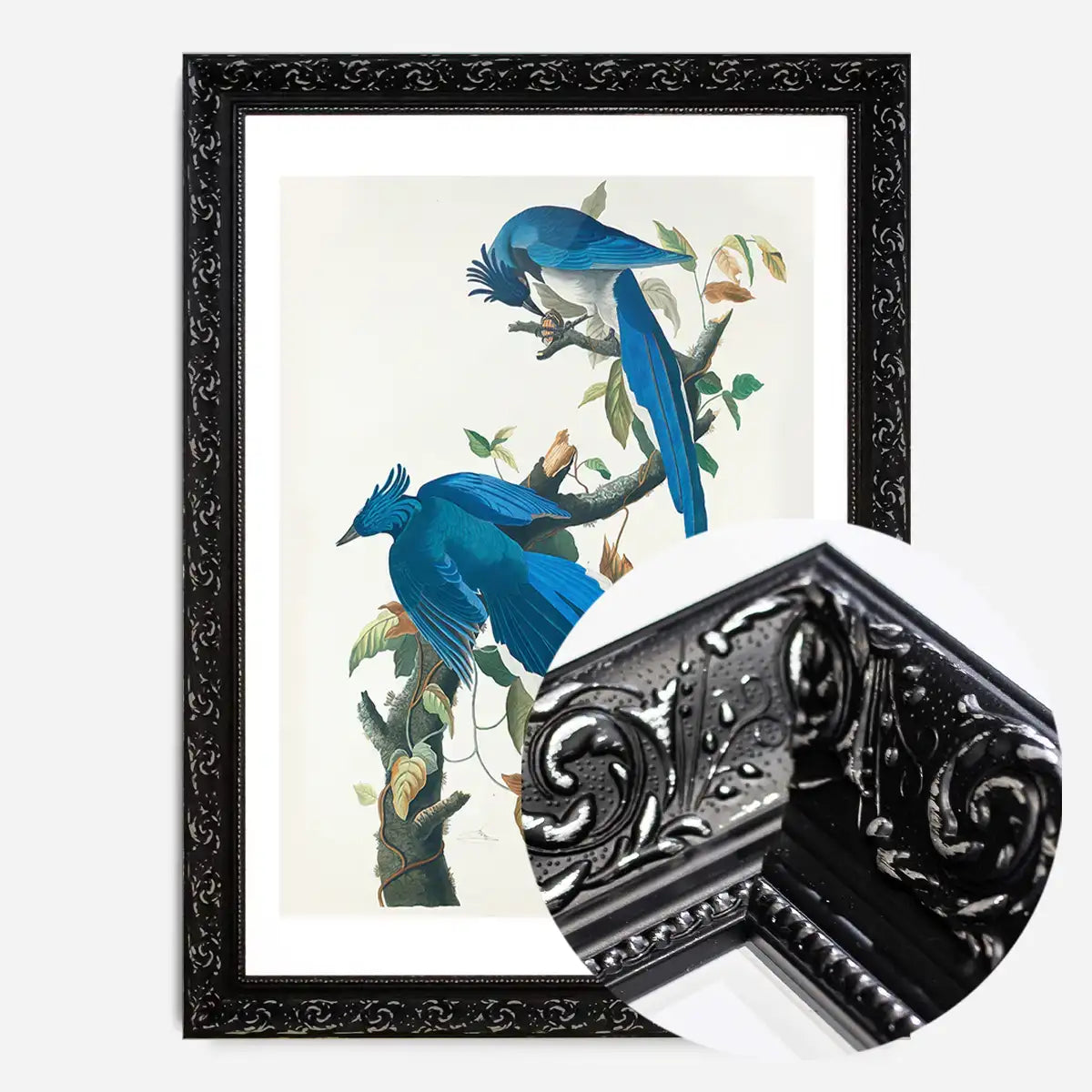 Columbia Jay Vintage Bird Print