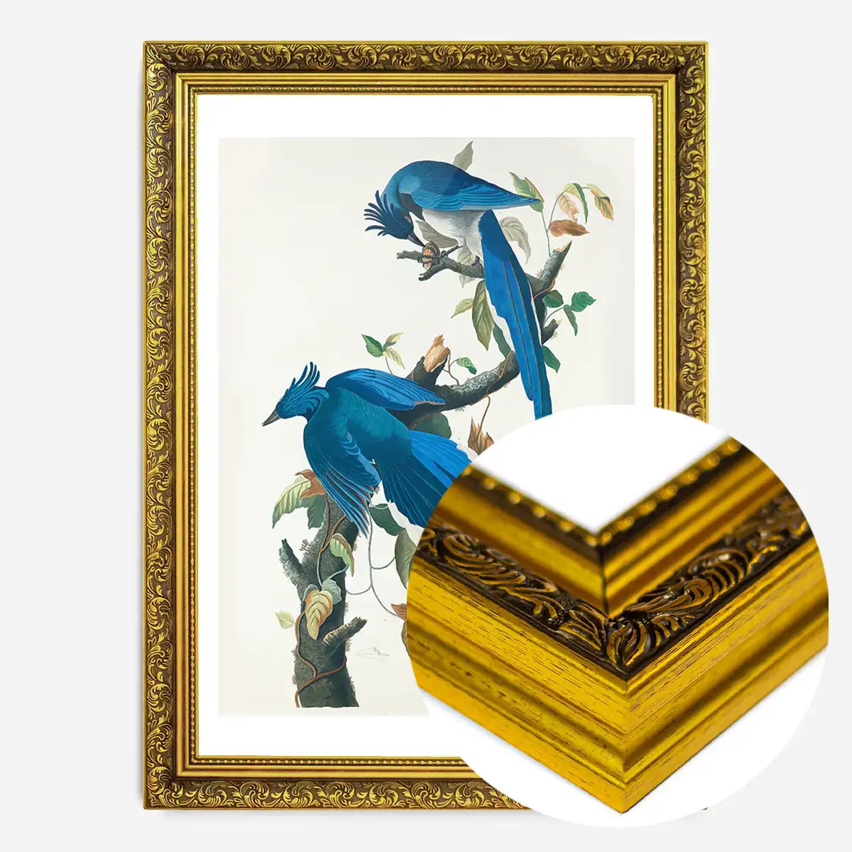 Columbia Jay Vintage Bird Print