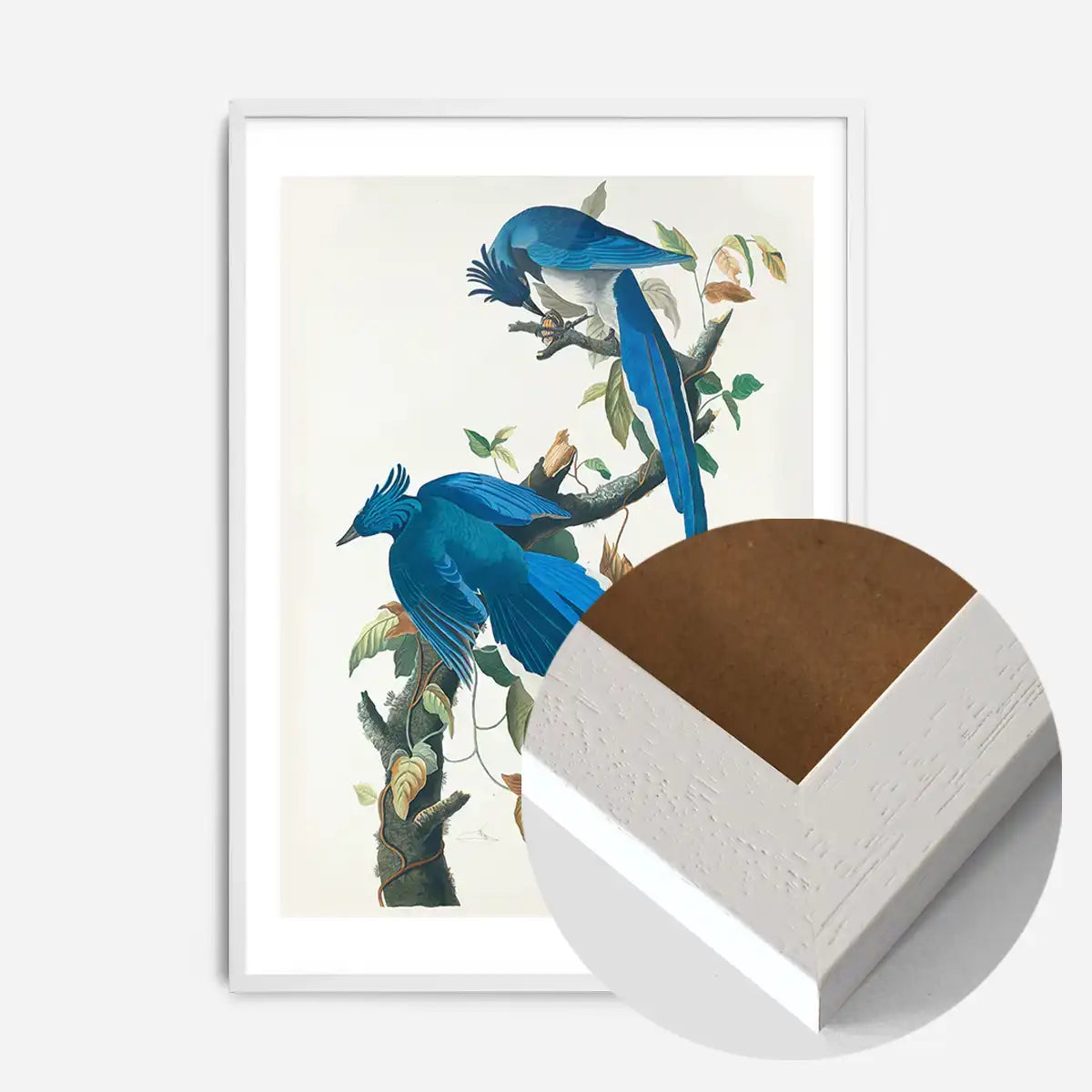 Columbia Jay Vintage Bird Print