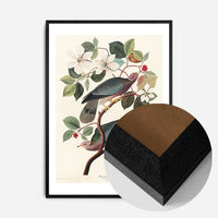 Band Tailed Pigeon Vintage Bird Print