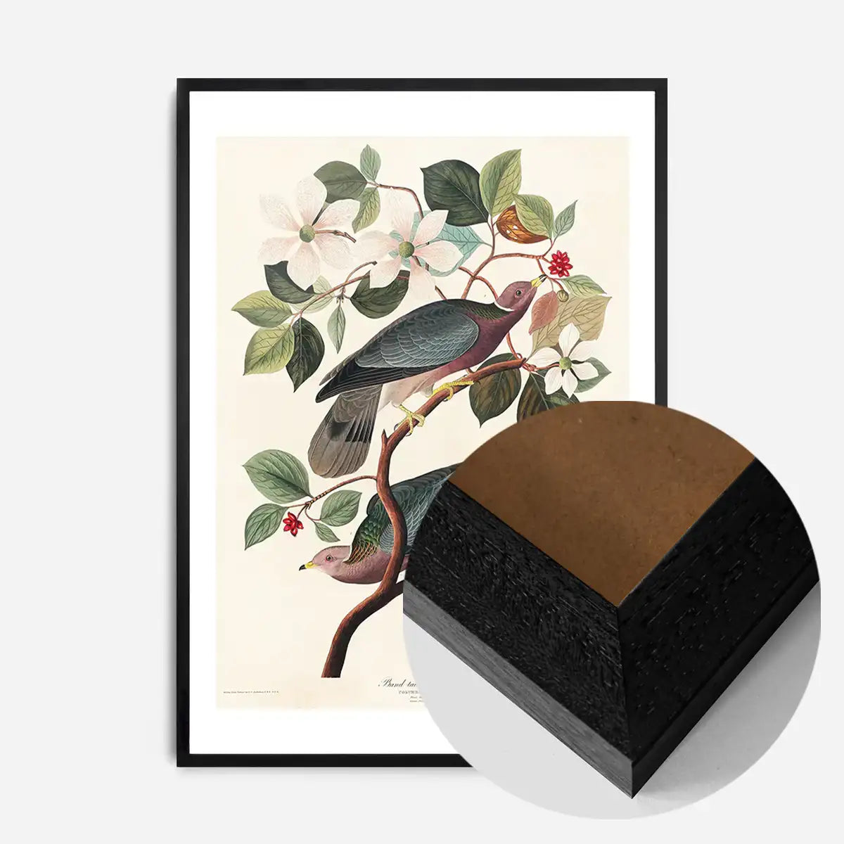 Band Tailed Pigeon Vintage Bird Print