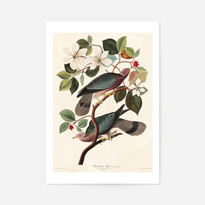 Band Tailed Pigeon Vintage Bird Print