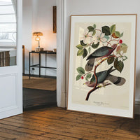 Band Tailed Pigeon Vintage Bird Print