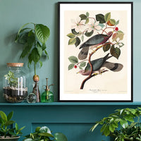 Band Tailed Pigeon Vintage Bird Print