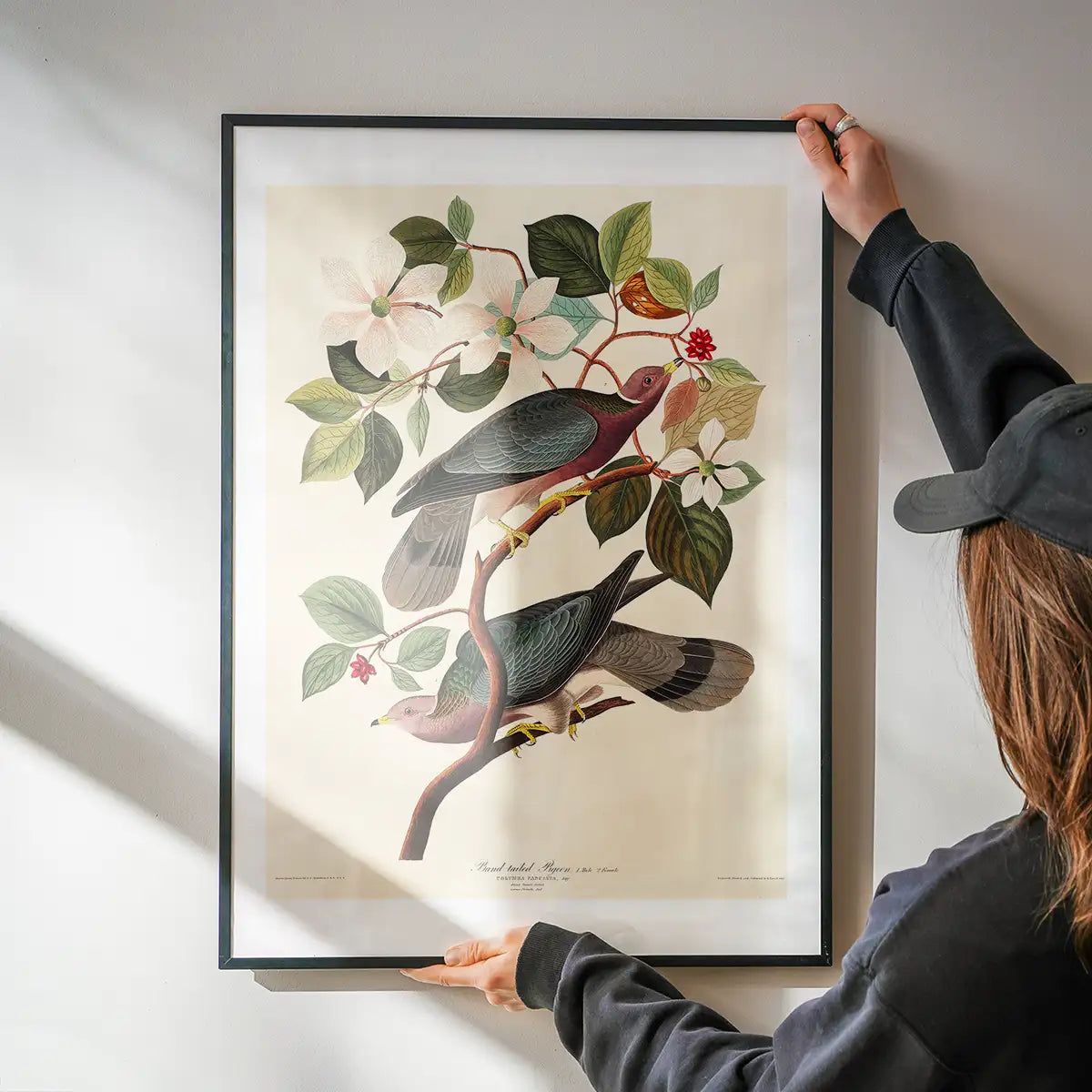 Band Tailed Pigeon Vintage Bird Print