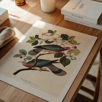 Band Tailed Pigeon Vintage Bird Print