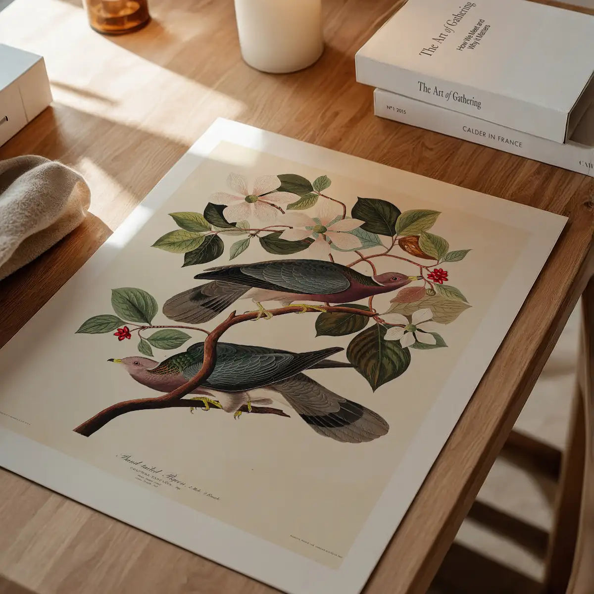 Band Tailed Pigeon Vintage Bird Print