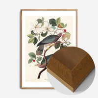 Band Tailed Pigeon Vintage Bird Print