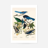 Five Birds Vintage Bird Print