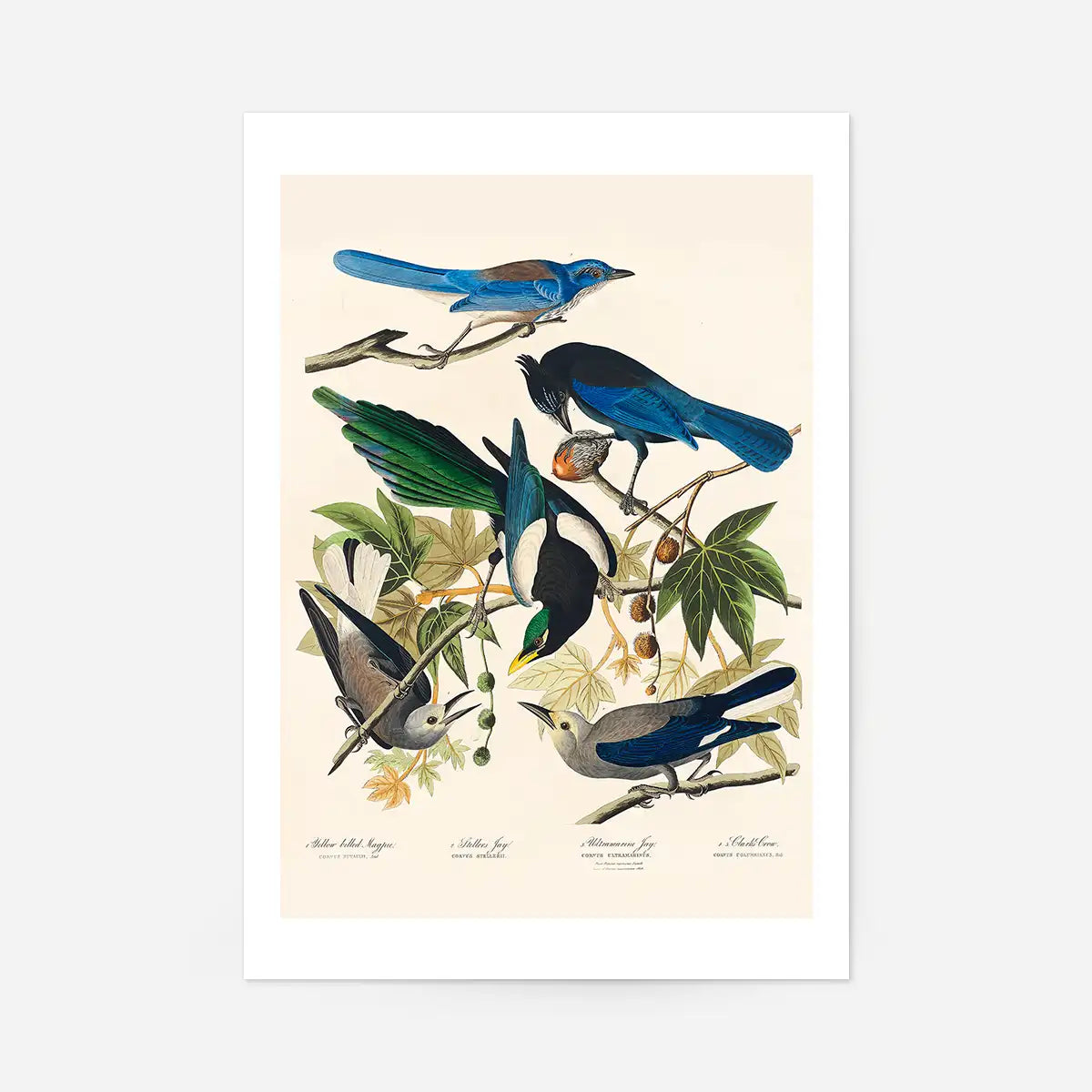 Five Birds Vintage Bird Print