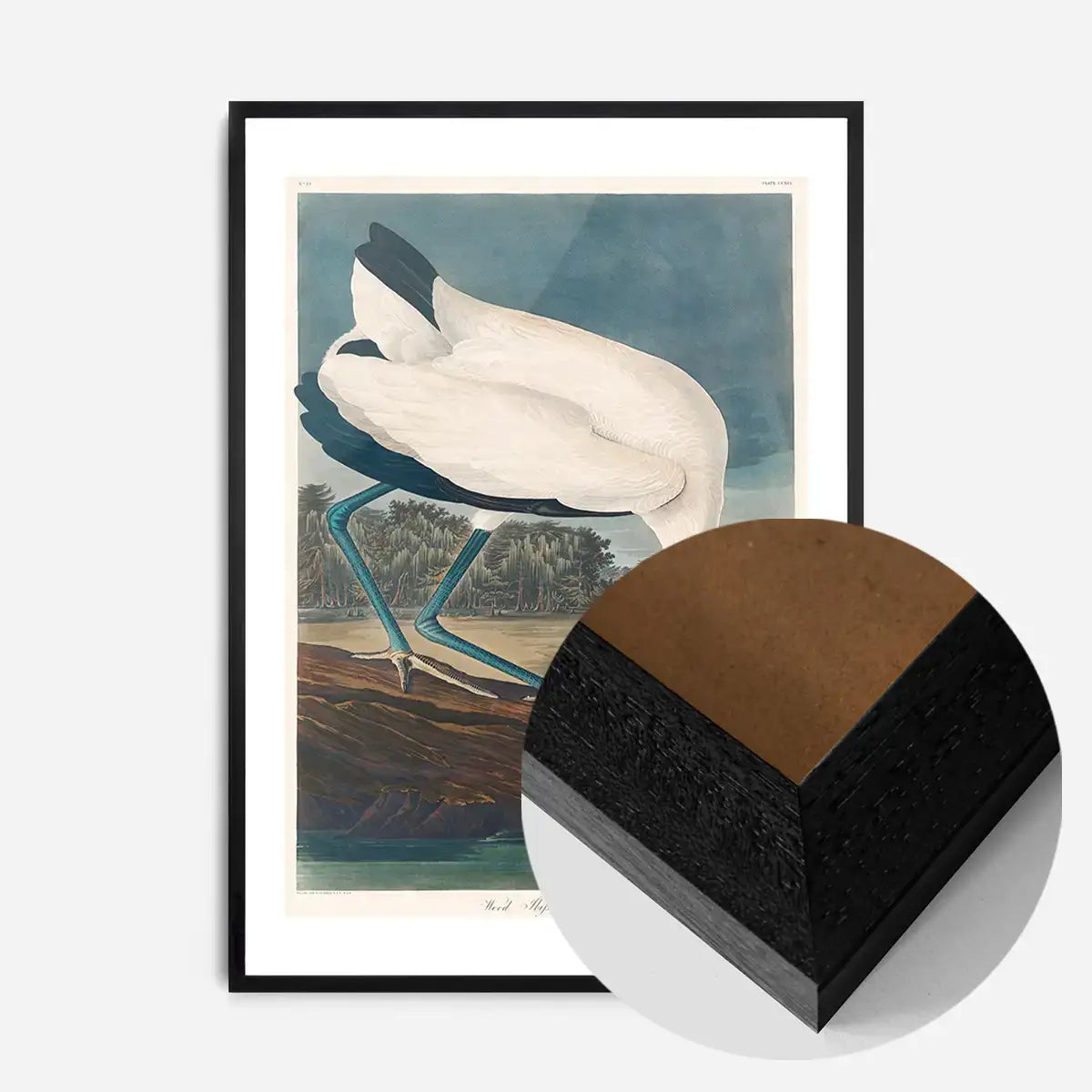 Wood Stork Vintage Bird Print