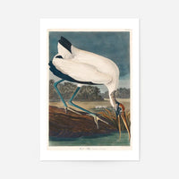 Wood Stork Vintage Bird Print