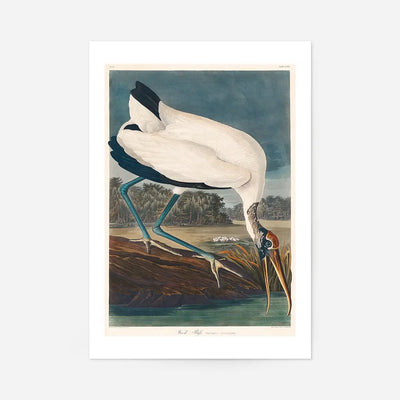 Wood Stork Vintage Bird Print