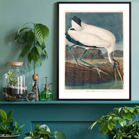Wood Stork Vintage Bird Print