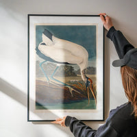Wood Stork Vintage Bird Print