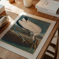 Wood Stork Vintage Bird Print