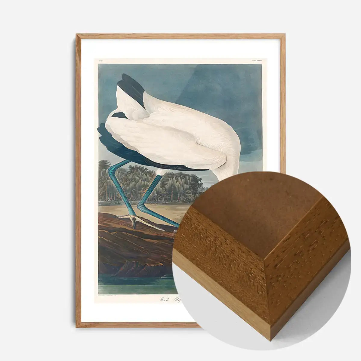 Wood Stork Vintage Bird Print
