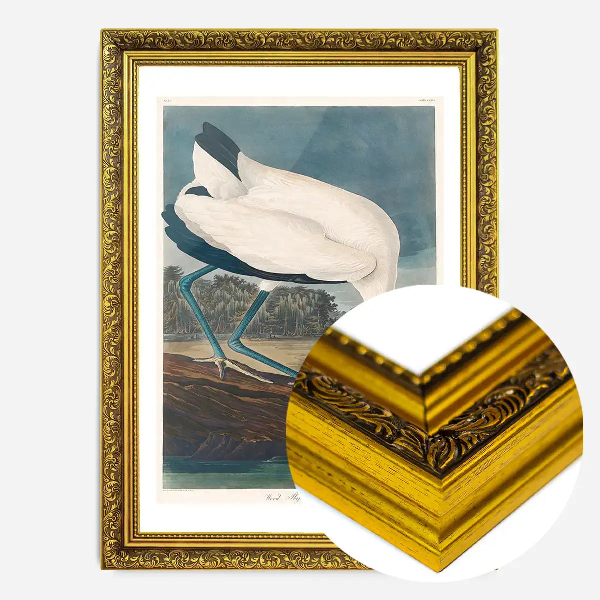 Wood Stork Vintage Bird Print