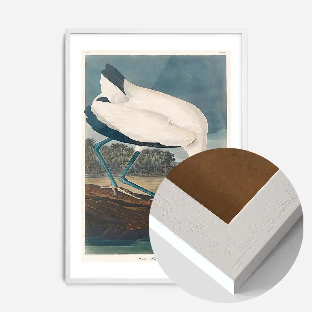 Wood Stork Vintage Bird Print